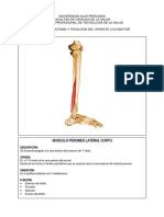 Musculos Del Pie y Tobillo