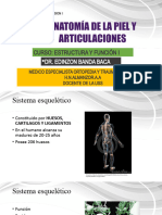 Anatomia Piel y Articulaciones