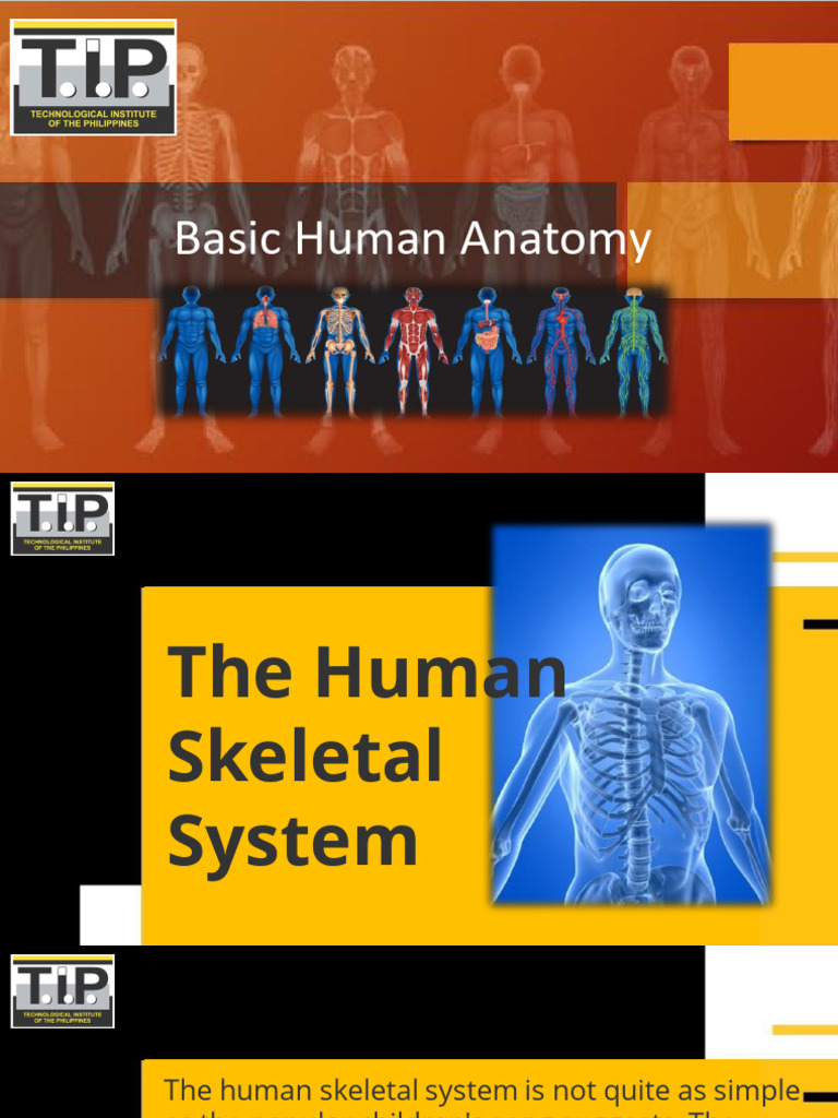 Basic Human Anatomy 1 Biology Diagrams