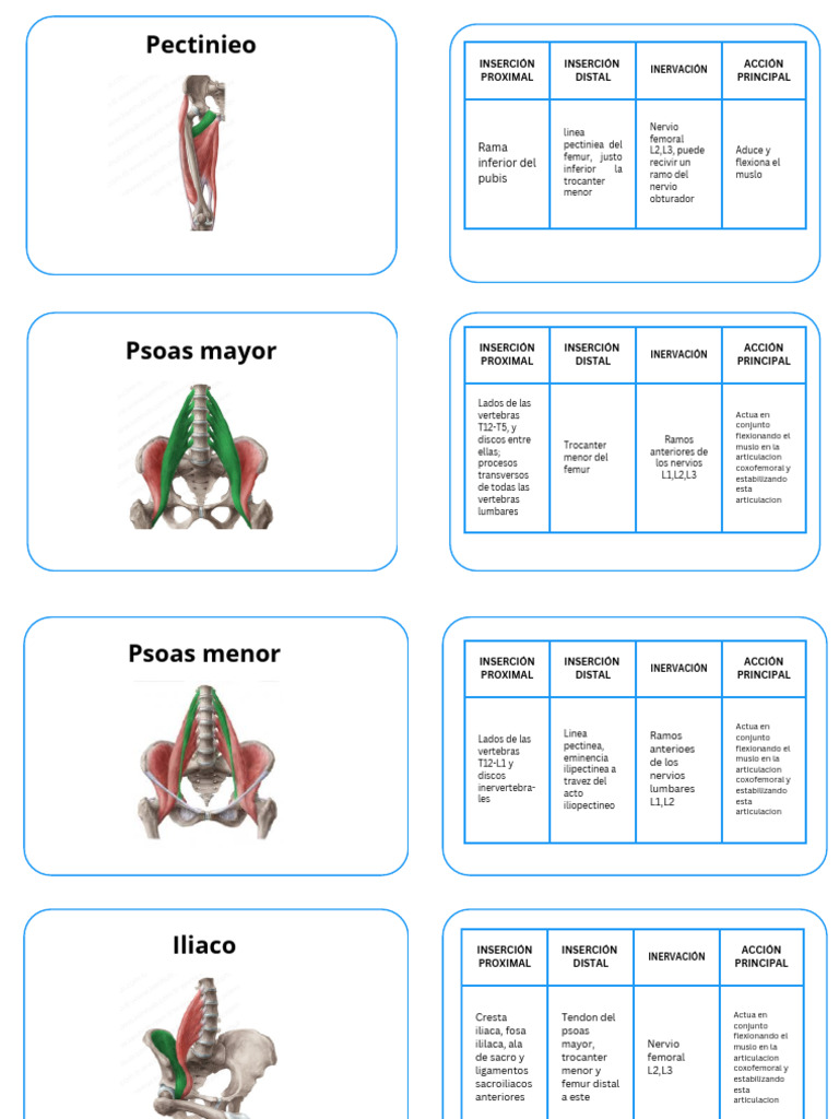 Flashcard Anatomia Miembro Inferior | PDF