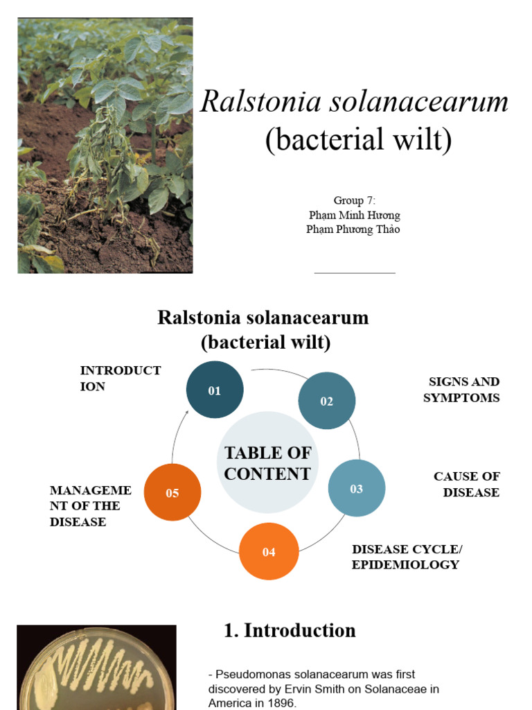 Ralstonia Solanacearum (Bacterial Wilt) PPT Version | PDF
