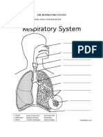 The Respiratory System Worksheet