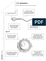 Human Sex Cells Worksheet Answers