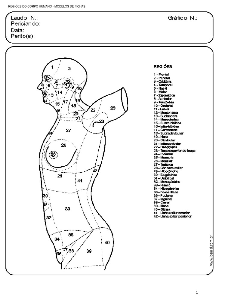 Regiões do Corpo Humano | PDF