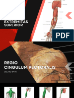 Musculus Extremitas Superior