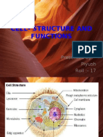 Cell - Structure and Functions