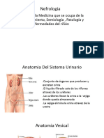 Anatomia Del Sistema Urinario