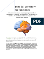 Las Partes Del Cerebro y Sus Funciones