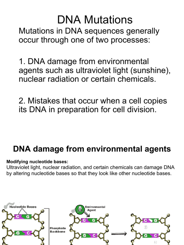 Types of Mutations PDF