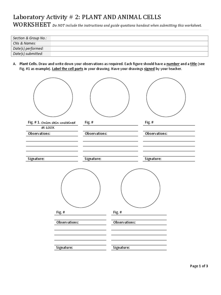 Plant and Animal Cells Lab Worksheet | PDF | Experiment | Cognitive Science