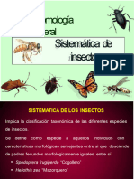 Órdenes de Insectos