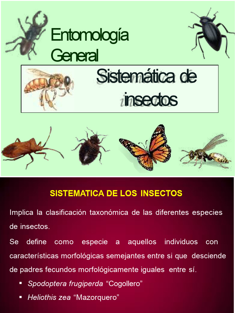 Clasificación Taxonómica de Insectos | PDF