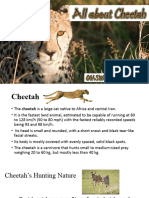 Cheetah