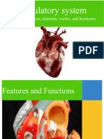 Circulatory System