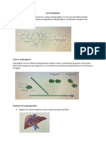 Glucogenòlisis Exposiciòn