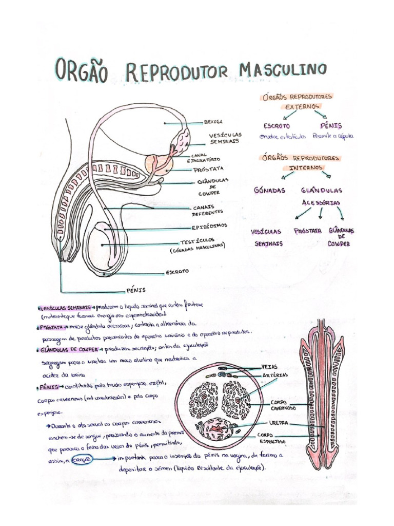 1-Orgão Reprodutor Masculino | PDF