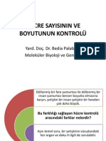 Hücre Sayisinin Ve Boyutunun Kontrolü