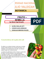 Fruto - Semilla