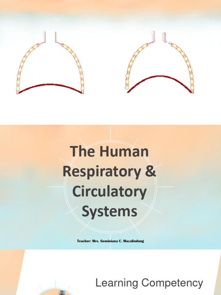 Lesson 1 Human Breathing System PDF Respiratory Tract Heart