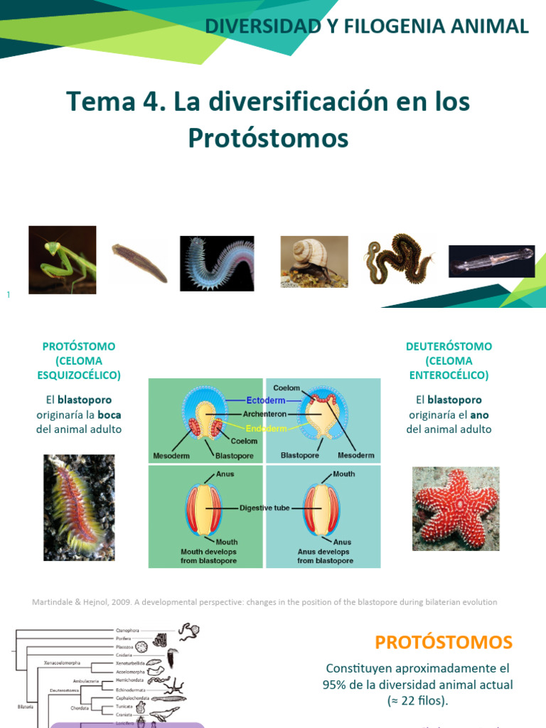 Protóstomos Vs Deuteróstomos: ¿Cuál Es La Diferencia? – BDXQV