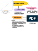 Phylum Protozoa