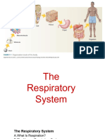 Respiratory and Circulatory System PDF