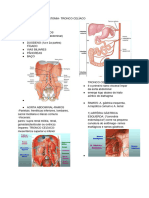 Anatomia - Tronco Celíaco