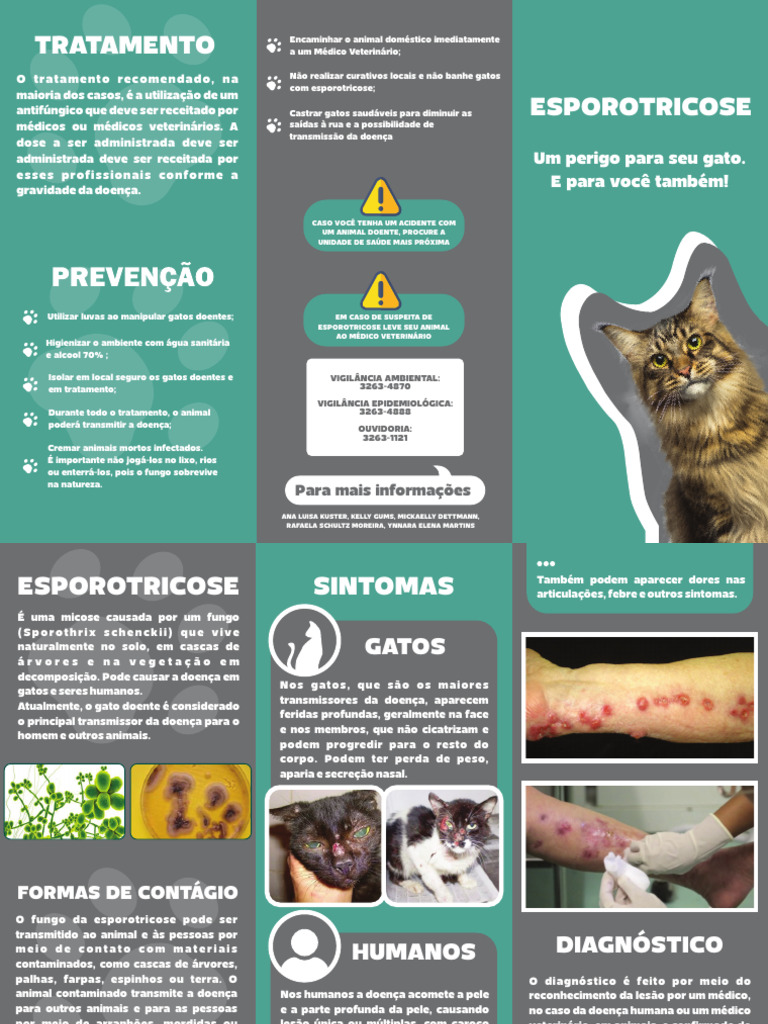 Esporotricose em Gatos: Sintomas e Tratamento | PDF | Gatos | Medicina ...