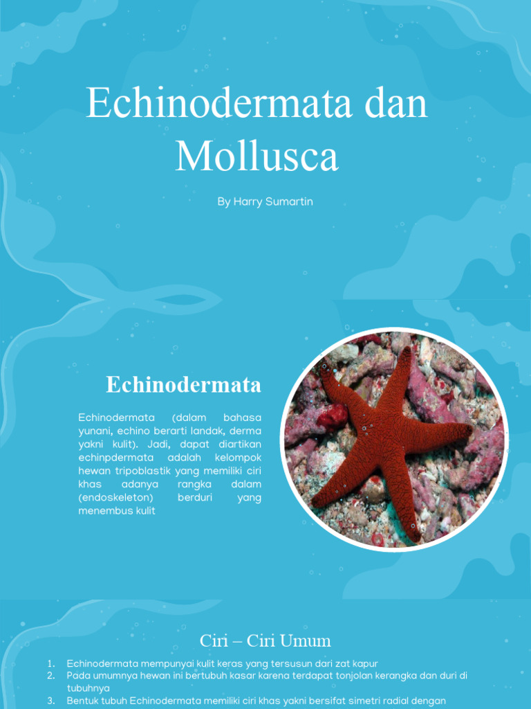 Ciri dan Klasifikasi Echinodermata | PDF