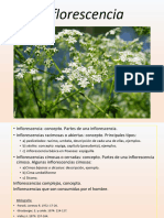 PDF Presentación Clase Teórica Inflorescencia. Botánica Alimentaria 2023