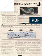 Infografia Sobre El Pseudoplatystoma Punctifer