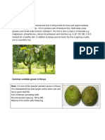 Avocado Ripeness Stages Guide | PDF | Avocado | Edible Fruits