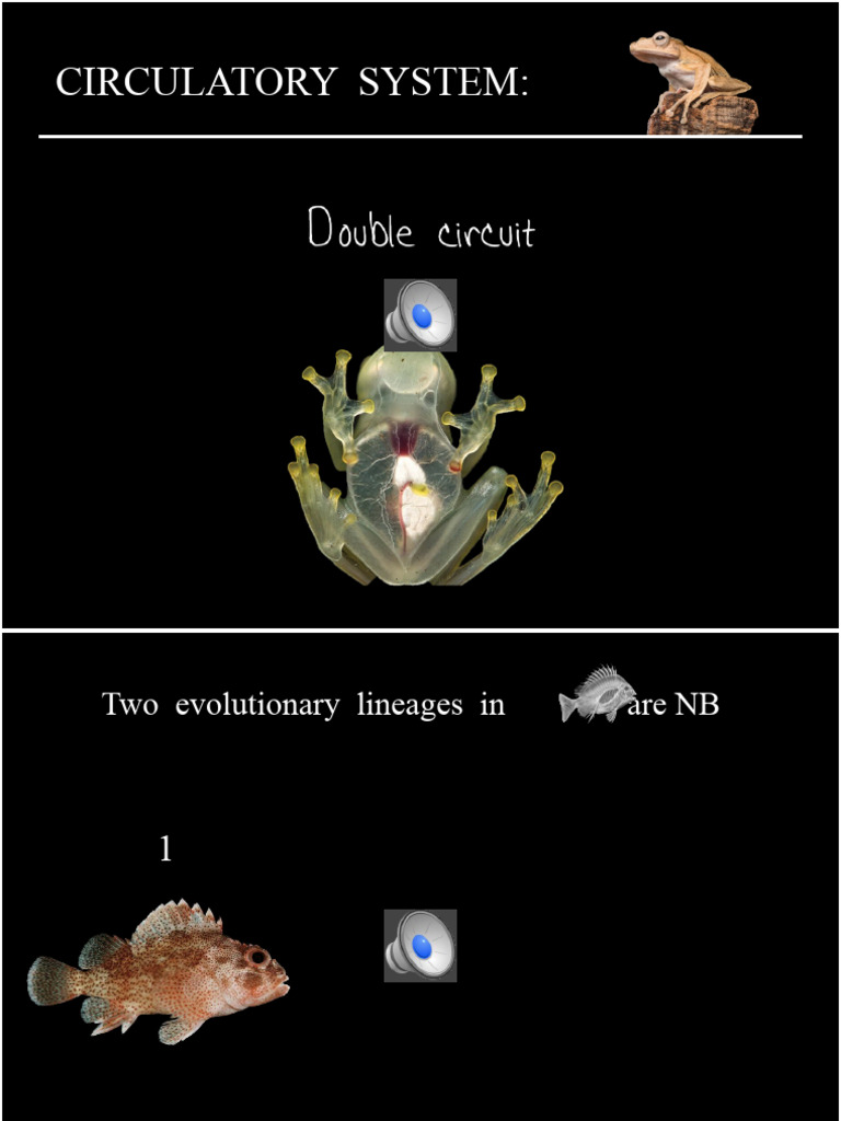 26.3 Circulatory System of Amphibians | PDF