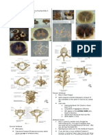 USTNotesGroup2010NeuroPractical