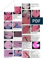 USTNotesGroup2010NeuroSlides