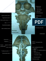 USTNotesGroup2010 Brainstem Anatomy