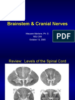 New Brainstem and Cranial Nerves