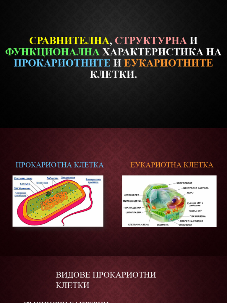 Сравнителна, структурна и функционална характеристика на прокариоти и ...