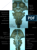 USTNG2010Brainstem Anatomy