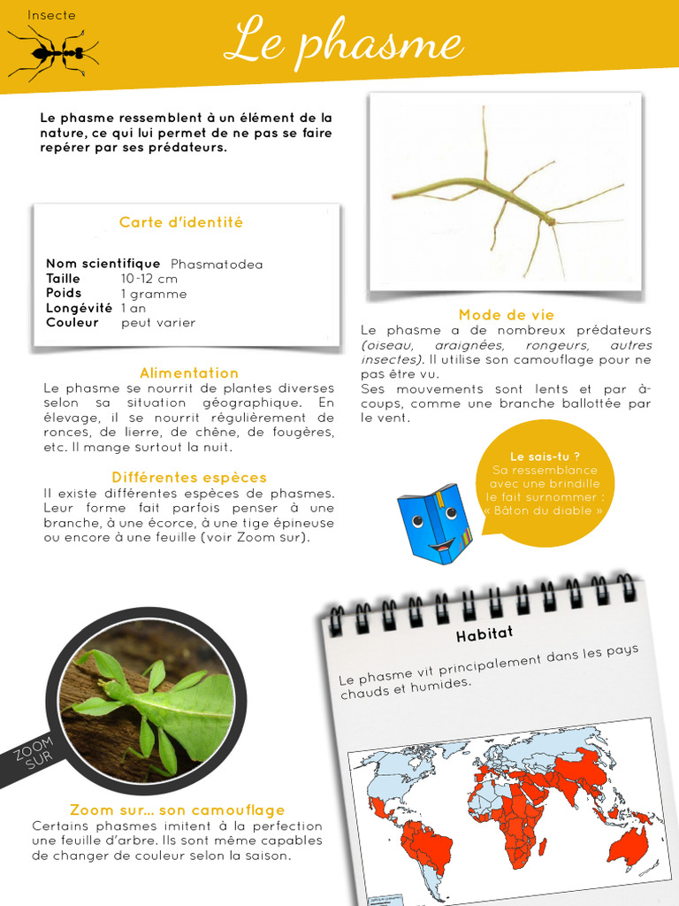 Phasme | PDF