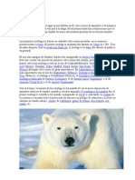 Historia Del Oso Polar Blanco