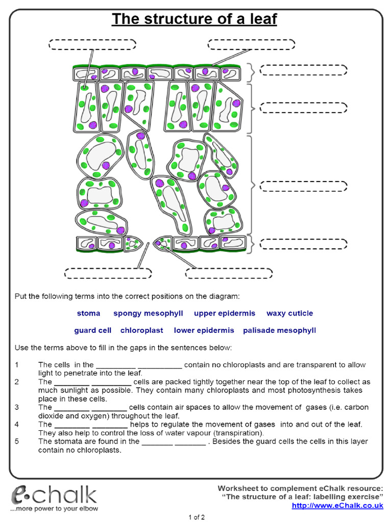 The Structure of A Leaf | PDF
