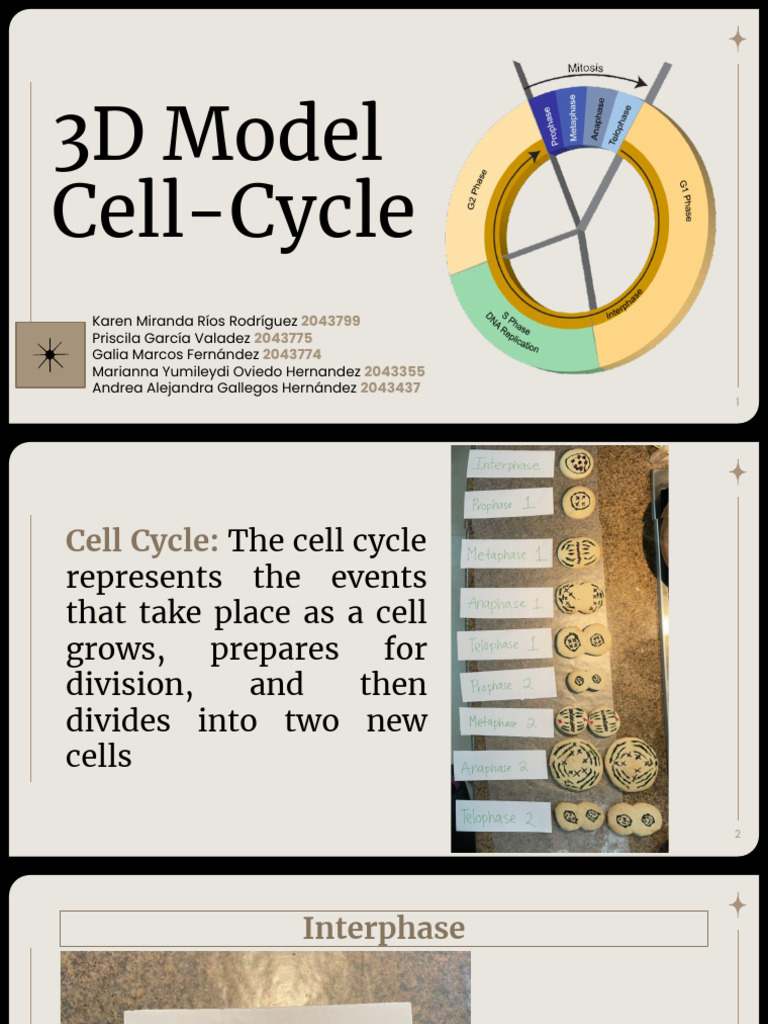 3d Model - Cell Cycle Biology Diagrams