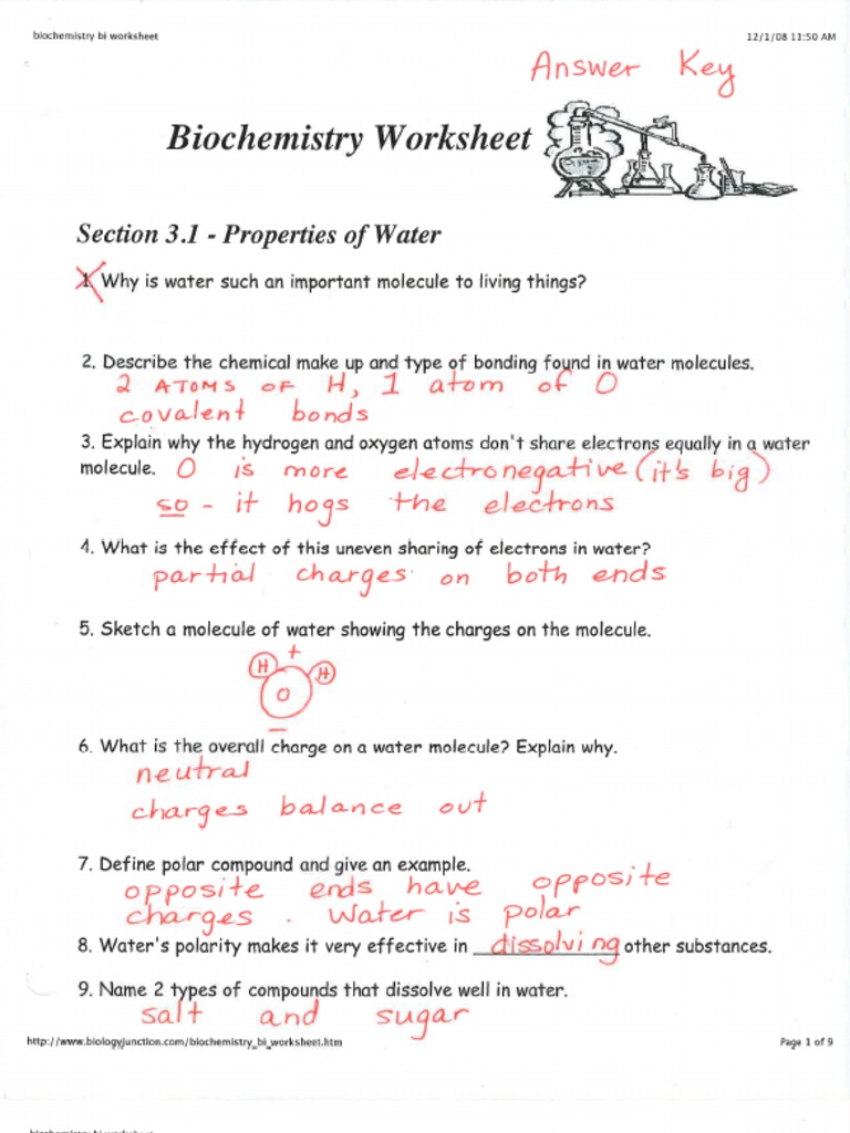 KEY Biochemistry Worksheet CP