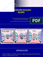 Adaptación Celular e Injuria 2023 Alumnos
