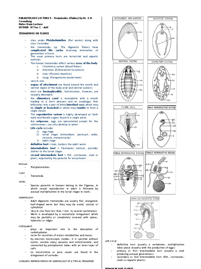 Parasitology-Lec 5 Trematodes | PDF | Diseases And Disorders | Clinical ...