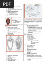 Download Parasitology-Lec 6 Liver Flukes Kat by api-3743217 SN6767244 doc pdf