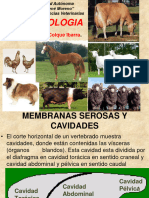 Anatomía Veterinaria 9