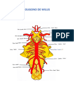 NEUROANATOMIA