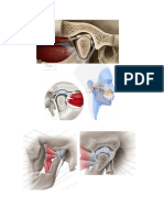 Imagenes Examen Anatomia 2